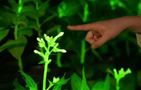 神笔生物:从点亮中关村论坛开始,迈向三个万亿产业赛道 一带一路 丝路文旅 丝路文化 疗愈经济 神笔生物 发光植物 2026中关村论坛年会 神笔生物:从点亮中关村论坛开始,迈向三个万亿产业赛道 一带一路 丝路文旅 丝路文化 疗愈经济 神笔生物 发光植物 2026中关村论坛年会