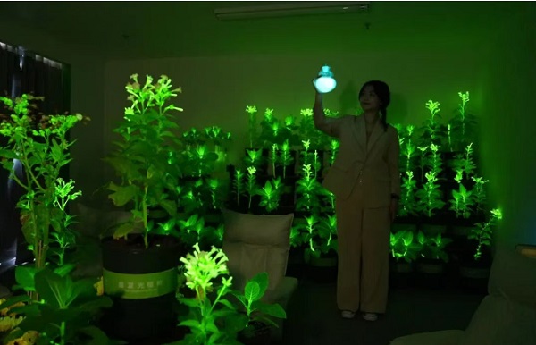 神笔生物:从点亮中关村论坛开始,迈向三个万亿产业赛道 一带一路 丝路文旅 丝路文化 疗愈经济 神笔生物 发光植物 2026中关村论坛年会 神笔生物:从点亮中关村论坛开始,迈向三个万亿产业赛道 一带一路 丝路文旅 丝路文化 疗愈经济 神笔生物 发光植物 2026中关村论坛年会