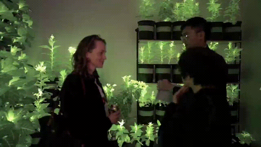 中国工业报社与神笔生物共探科技文旅新路径 助力发光植物技术拓展应用场景  丝路文旅 神笔生物  科技文旅  中国工业报社  一带一路  