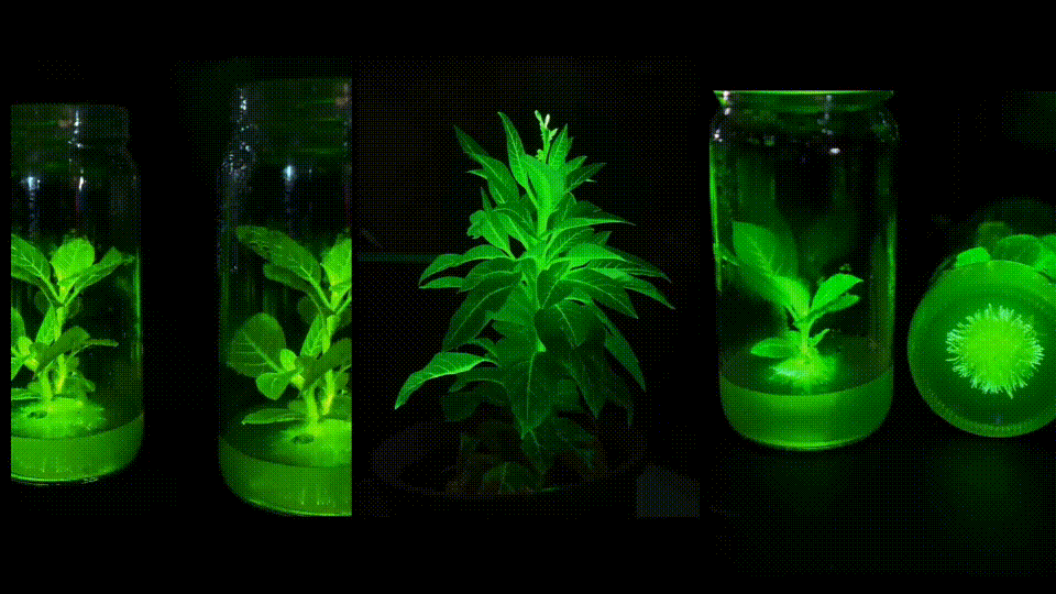  神笔生物：从点亮中关村论坛开始，迈向三个万亿产业赛道 一带一路 丝路文旅 丝路文化 疗愈经济 神笔生物 发光植物 2026中关村论坛年会 